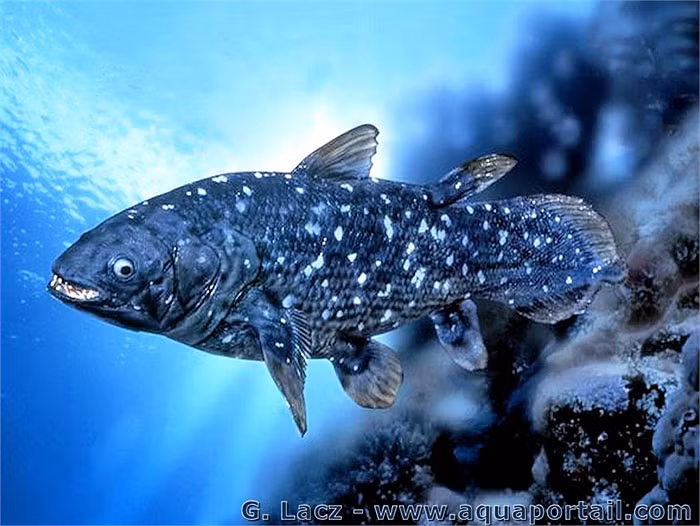 10 loài cá tiền sử khổng lồ vẫn sống đến nay ảnh 1