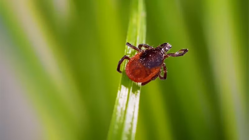 Tử vong do virus hiếm từ bọ ve