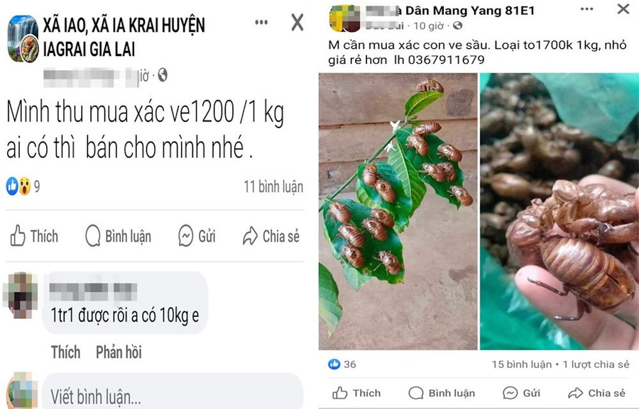 Nhiều bài viết đăng tải trên mạng xã hội thu mua xác ve sầu. Ảnh chụp màn hình
