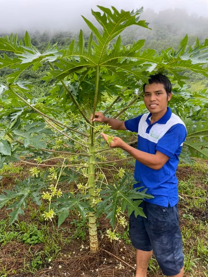 Anh Ly theo dõi sự phát triển của cây mỗi ngày.