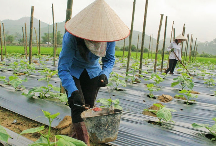 Các thành viên trong Hợp tác xã Nông nghiệp xanh xã Kim Bôi đang chăm sóc vườn bí. Các thành viên trong Hợp tác xã Nông nghiệp xanh xã Kim Bôi đang chăm sóc vườn bí.