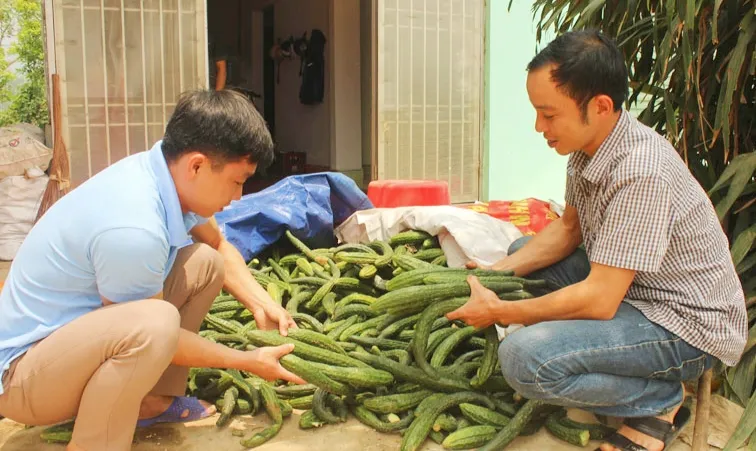 Anh Sơn (bên trái), Giám đốc Hợp tác xã Nông nghiệp xanh Kim Bôi, đang phân loại sản phẩm dưa chuột Nhật trước khi giao hàng cho thương lái.