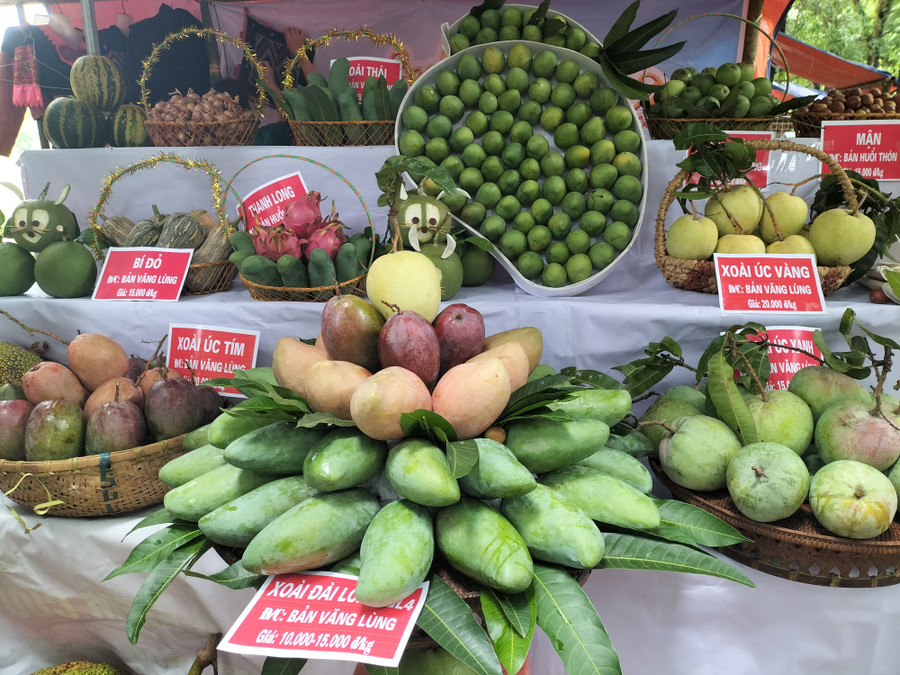 Xoài tròn, xoài Tượng Da Xanh được trưng bày tại gian hàng ở ngày hội.