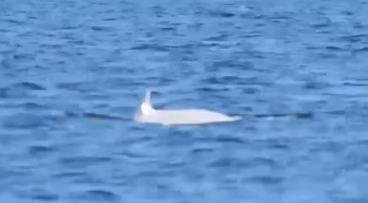 Lần đầu tiên quay được cá voi sát thủ trắng cực hiếm ở Canada