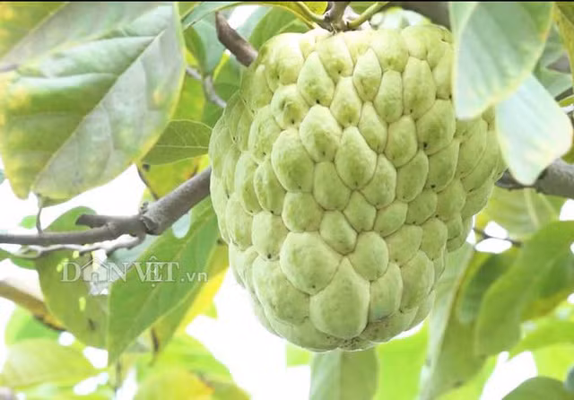 Đổ xô đến xem vườn mãng cầu siêu khổng lồ ở miền Tây ảnh 2