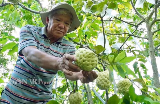  Ban đầu chỉ vì sự hiếu kỳ, nhưng sau gần 6 năm, giờ đây lão nông này đã sở hữu riêng mình vườn mãng cầu “khổng lồ” với màu sắc độc lạ, hiếm có ở miền Tây với hơn 2.000 cây. Ảnh: M.A. 