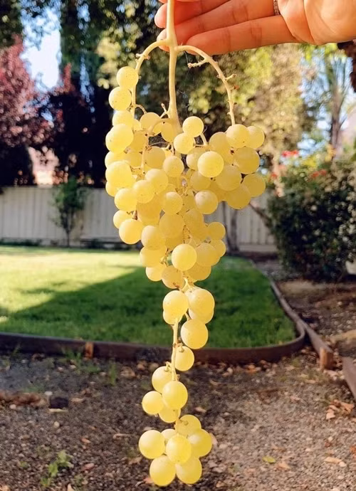 Phạm Hương, khu vườn của Phạm Hương, sao việt 