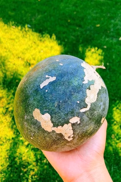 Phạm Hương, khu vườn của Phạm Hương, sao việt 