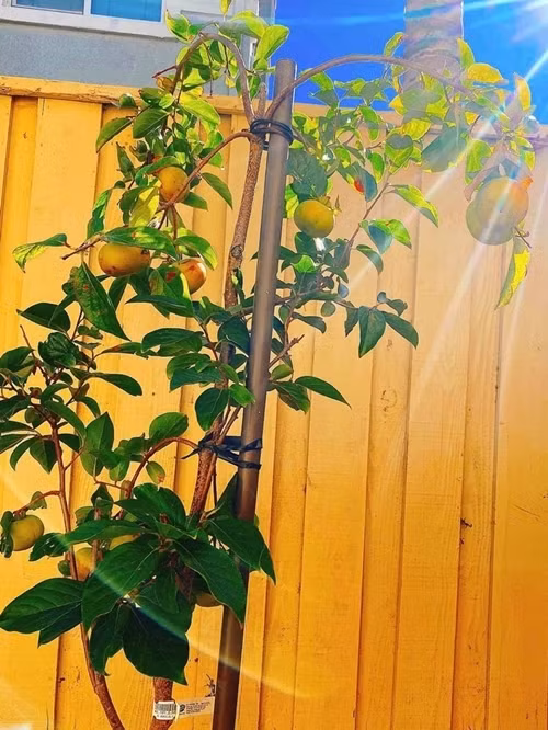 Phạm Hương, khu vườn của Phạm Hương, sao việt 