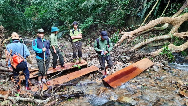 Các thanh gỗ mà lâm tặc cắt xẻ chưa kịp đưa ra khỏi rừng nằm rải rác trên dòng suối.