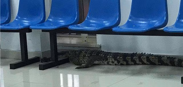 Con cá sấu trốn thoát khỏi một nhà hàng gần đó.