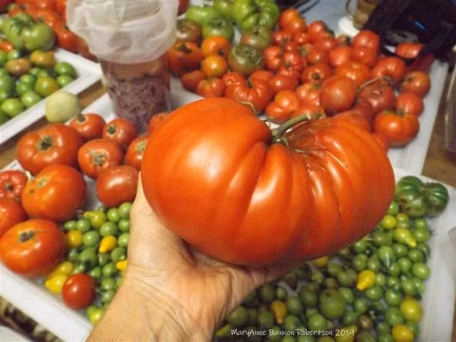 Khu vườn trồng đủ loại rau củ quả khổng lồ của ông bà lão yêu thích làm vườn sau khi nghỉ hưu - Ảnh 13.