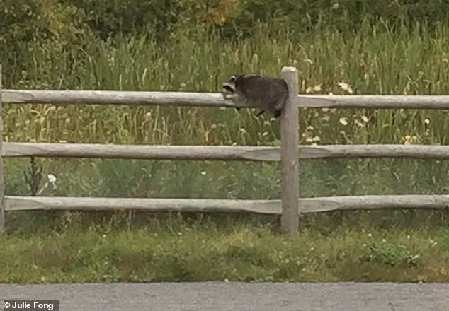 Chú gấu mèo nằm vắt vẻo trên hàng rào vì...say.