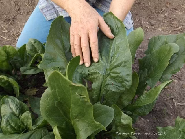 Khu vườn trồng đủ loại rau củ quả khổng lồ của ông bà lão yêu thích làm vườn sau khi nghỉ hưu - Ảnh 16.