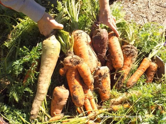 Khu vườn trồng đủ loại rau củ quả khổng lồ của ông bà lão yêu thích làm vườn sau khi nghỉ hưu - Ảnh 14.