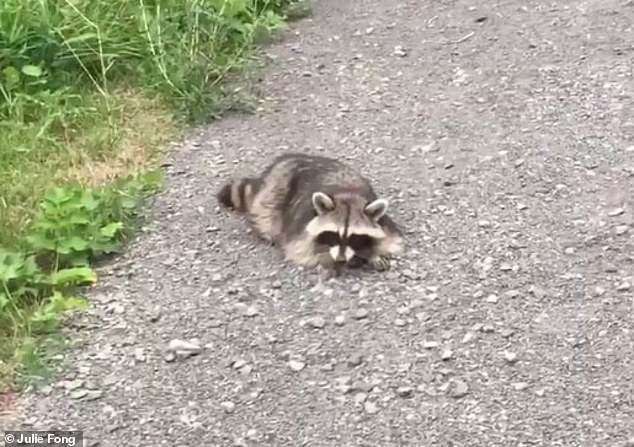 Nguyên nhân khiến nhiều gấu mèo bị say khiến nhiều người bất ngờ