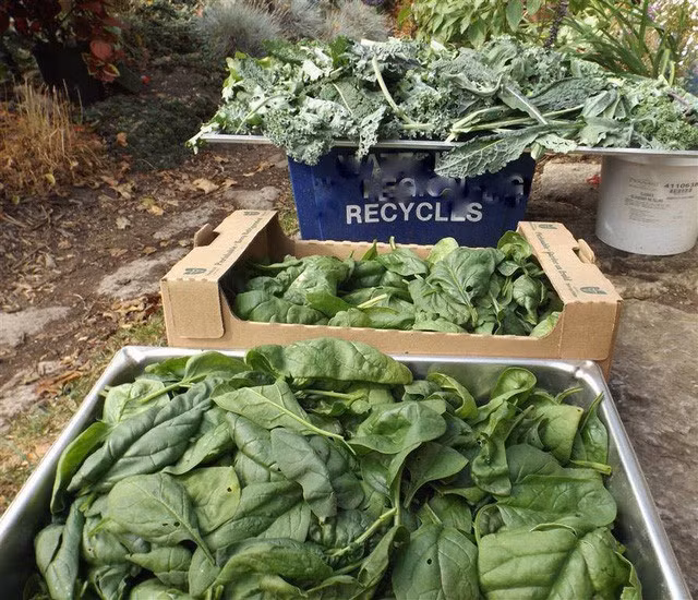 Khu vườn trồng đủ loại rau củ quả khổng lồ của ông bà lão yêu thích làm vườn sau khi nghỉ hưu - Ảnh 5.