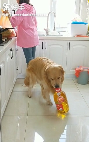 Chú chó còn giúp cô chủ mang đồ