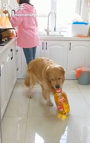 Chú chó còn giúp cô chủ mang đồ