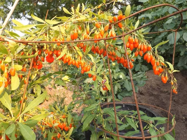 Khu vườn trồng đủ loại rau củ quả khổng lồ của ông bà lão yêu thích làm vườn sau khi nghỉ hưu - Ảnh 6.