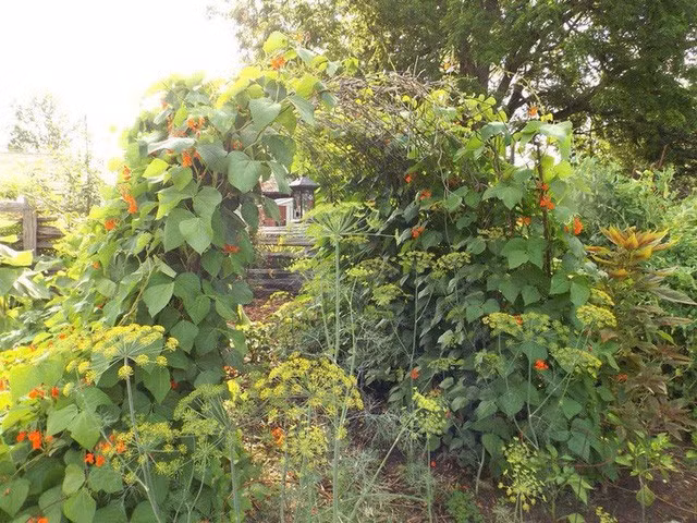 Khu vườn trồng đủ loại rau củ quả khổng lồ của ông bà lão yêu thích làm vườn sau khi nghỉ hưu - Ảnh 9.