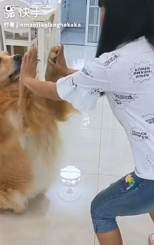 Tianlang được huấn luyện từ khi mới 2 tháng tuổi