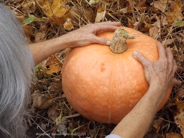 Khu vườn trồng đủ loại rau củ quả khổng lồ của ông bà lão yêu thích làm vườn sau khi nghỉ hưu - Ảnh 7.