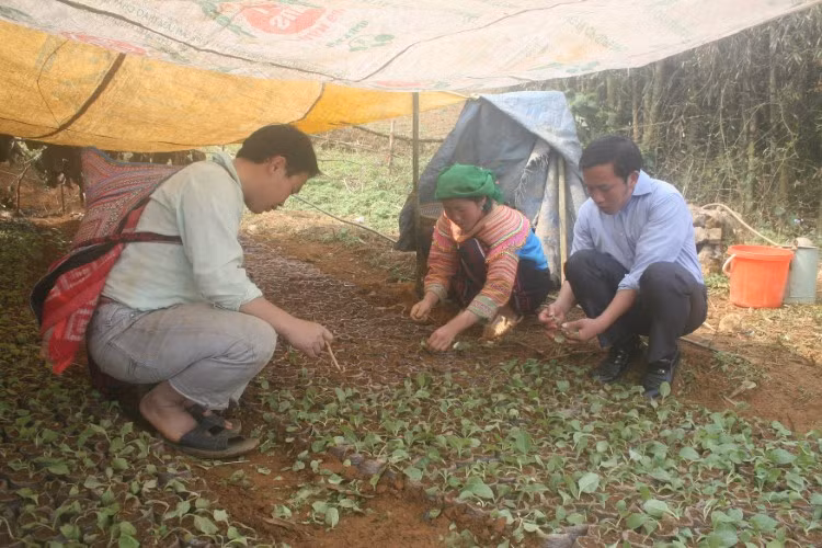 Anh Giàng Seo Châu hướng dẫn bà con dân bản trồng giống mới.