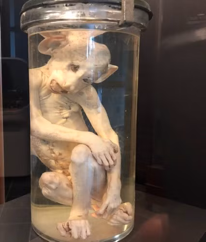 “Con khỉ sao Hỏa” từng gây hoảng loạn ở Atlanta, bang Georgia của Mỹ.