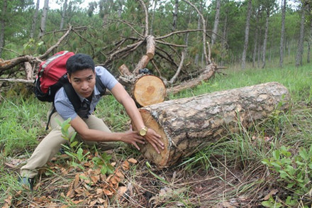 Lâm Đồng: Hàng chục cây thông cổ thụ bị chặt hạ Hàng chục cây thông trên 50 tuổi, cao khoảng 20m, đường kính từ 50 cm trở lên tại khu vực Hòn Bồ, Phường 12, TP. Đà Lạt bị lâm tặc chặt hạ.