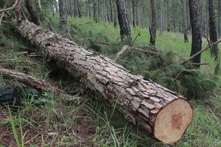 Lâm Đồng: Hàng chục cây thông cổ thụ bị chặt hạ Hàng chục cây thông trên 50 tuổi, cao khoảng 20m, đường kính từ 50 cm trở lên tại khu vực Hòn Bồ, Phường 12, TP. Đà Lạt bị lâm tặc chặt hạ.