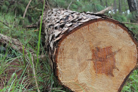 Lâm Đồng: Hàng chục cây thông cổ thụ bị chặt hạ Hàng chục cây thông trên 50 tuổi, cao khoảng 20m, đường kính từ 50 cm trở lên tại khu vực Hòn Bồ, Phường 12, TP. Đà Lạt bị lâm tặc chặt hạ.