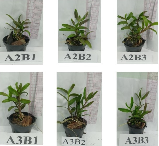 Cây lan Giả hạc nuôi cấy mô của nhóm nghiên cứu.