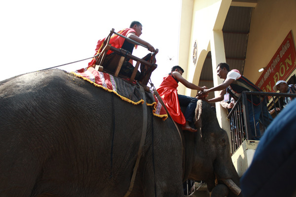 Tiết vật cúng được thầy cúng bôi lên đầu voi, cầu mong sức khỏe, mọi chuyện tốt lành.