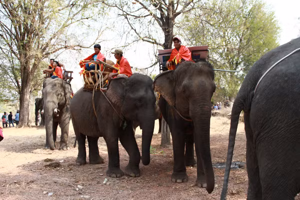 Voi được tập trung để chuẩn bị cho nghi lễ cúng sức khỏe.