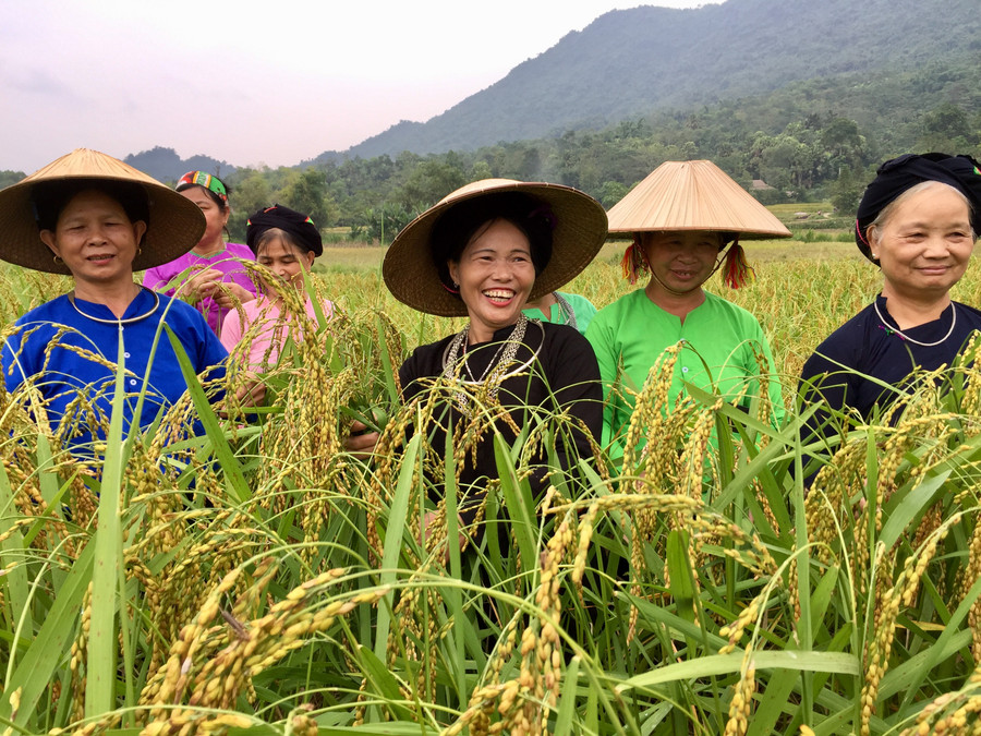 Việc lựa chọn lúa nếp để làm cốm cũng rất tỉ mỉ