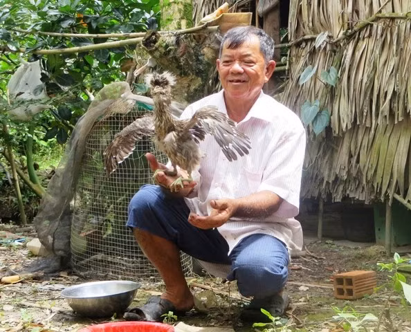 Con vạc bị thương được ông Hai đem về chăm sóc.