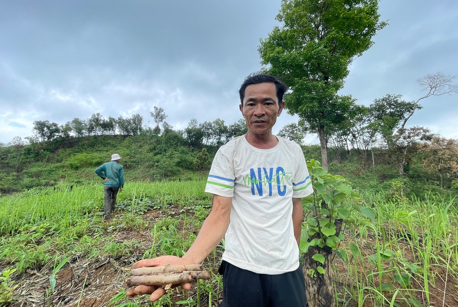 Ông Nguyễn Văn Lượng cho rằng người của Công ty TNHH MTV InnovGreen Kon Tum đã nhổ bỏ cây mì giống của gia đình.