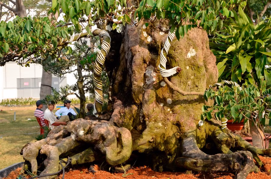 Cả hai cây khế đều chi chít quả