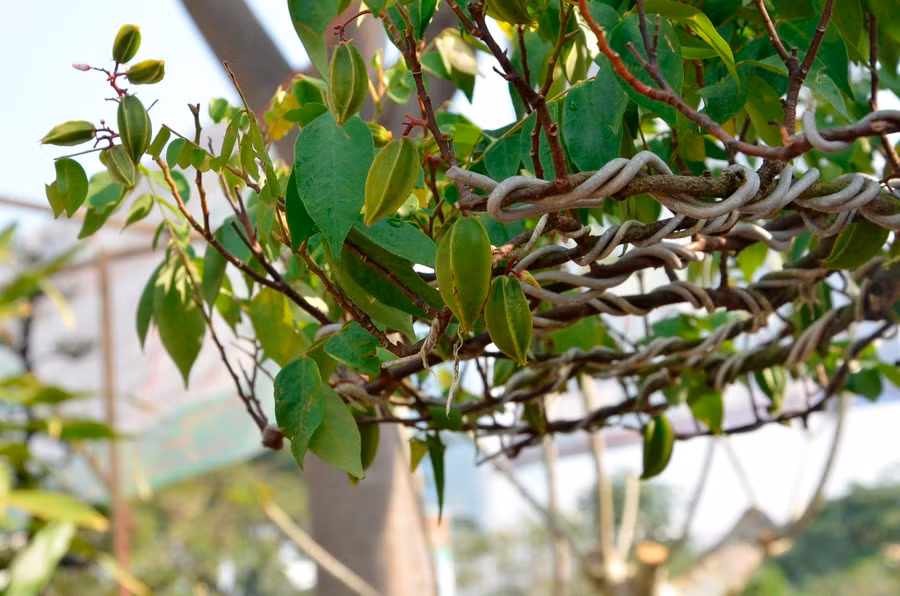 Cả hai cây khế đều chi chít quả