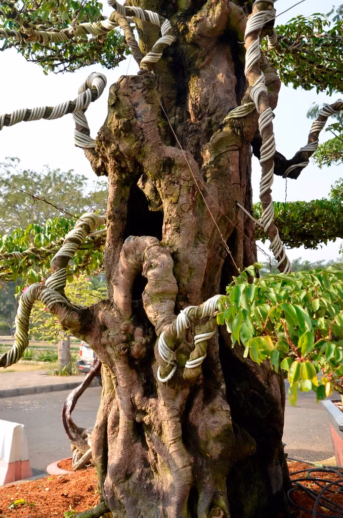 Cả hai cây khế đều chi chít quả