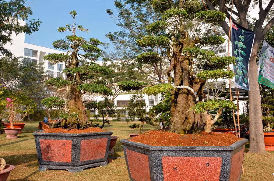 Hai cây khế được ra giá 7 tỉ của nghệ nhân Ba Hùng