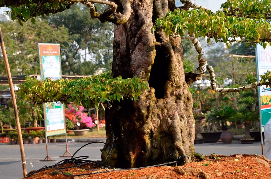 2 gốc khế đồ sộ