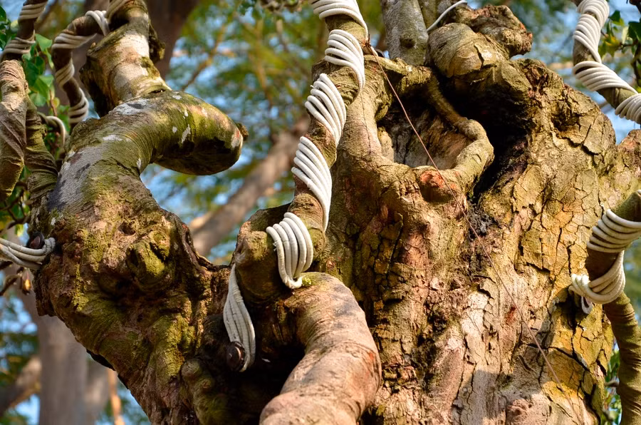 Thân cây sần sùi mang dấu ấn thời gian.