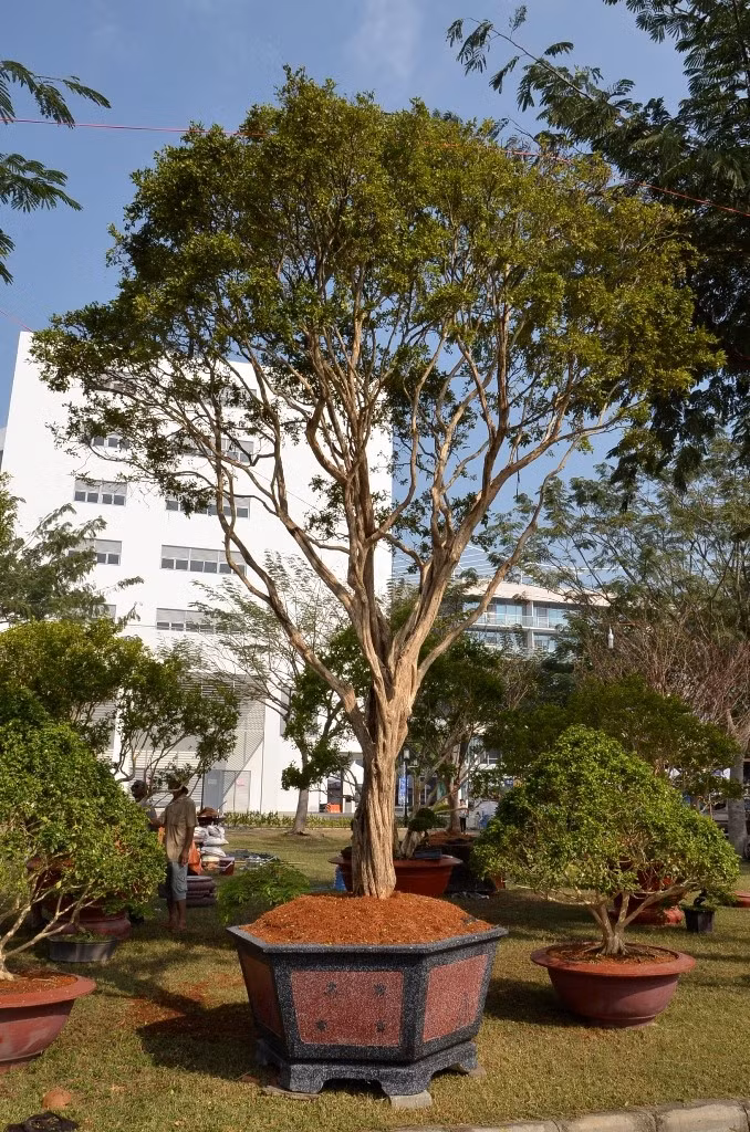 Cây nguyệt quế được ra giá 1,8 tỉ đồng.