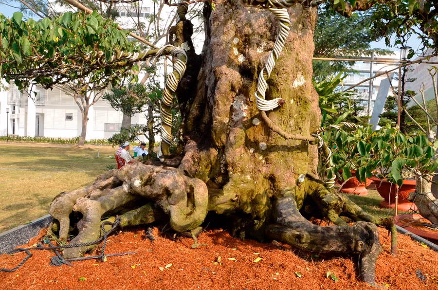 2 gốc khế đồ sộ