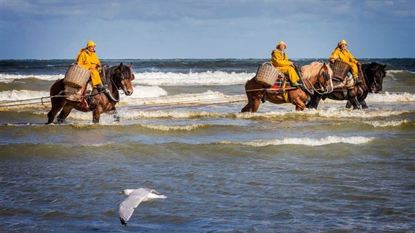 Cưỡi ngựa bắt tôm là nghề truyền thống và niềm tự hào của Oostduinkerke (Bỉ).