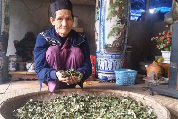 Dược liệu quý trong bài thuốc trị dứt bệnh dạ dày sau 1 tháng của lương y xứ Mường