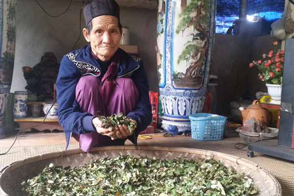 Dược liệu quý trong bài thuốc trị dứt bệnh dạ dày sau 1 tháng của lương y xứ Mường ảnh 1 Dược liệu quý trong bài thuốc trị dứt bệnh dạ dày sau 1 tháng của lương y xứ Mường ảnh 1
