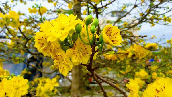 Thời tiết 21/1: Miền Bắc trời rét, vùng núi dưới 13 độ